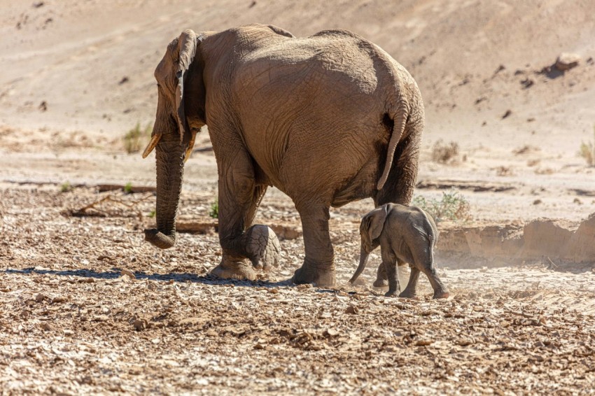 an adult elephant and a baby elephant walking in the desert