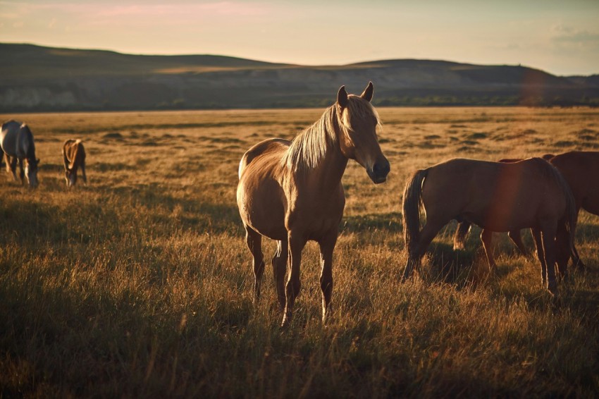 a group of horses in a field _6OFs