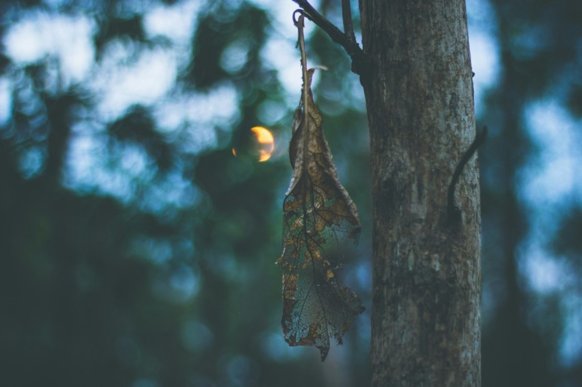 withered leaves on tree close up photographyt