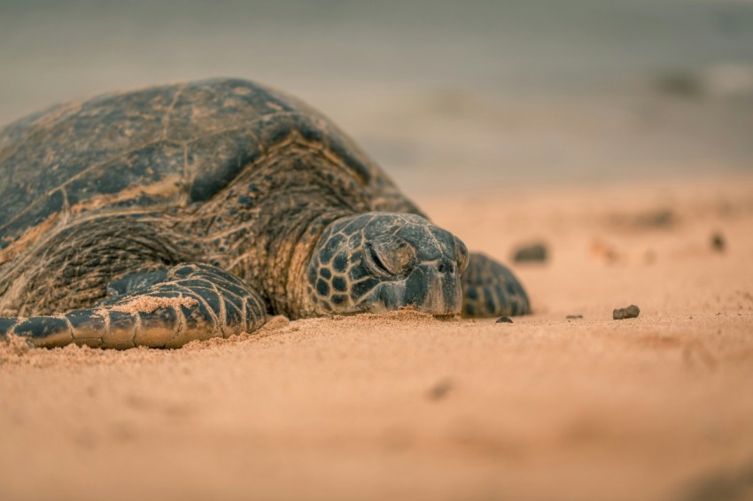 black and brown turtle on brown sand during daytime _x