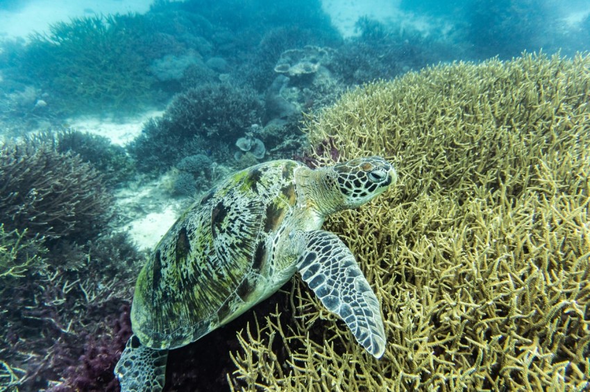 a green turtle swimming over a coral reef O9ndh3u