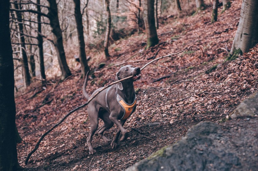 short coated black dog