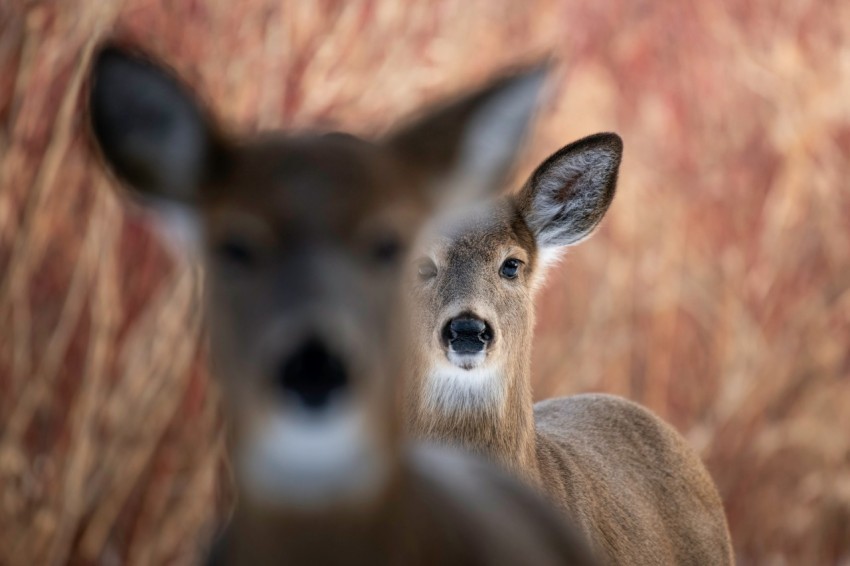 a couple of deer standing next to each other