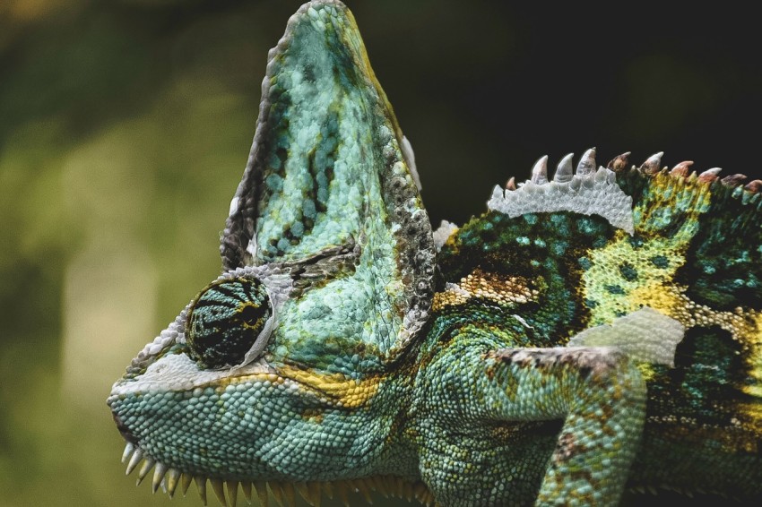 wildlife photo of green and white chameleon