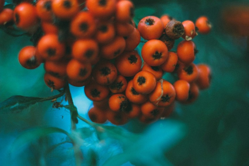 tilt shift lens photography of red fruits