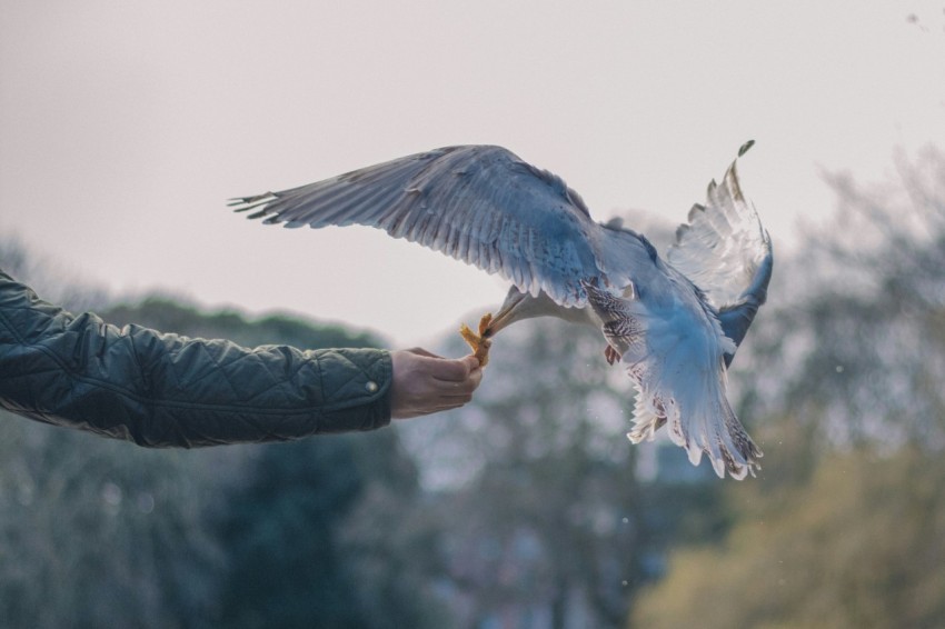 bird perching on persons hand