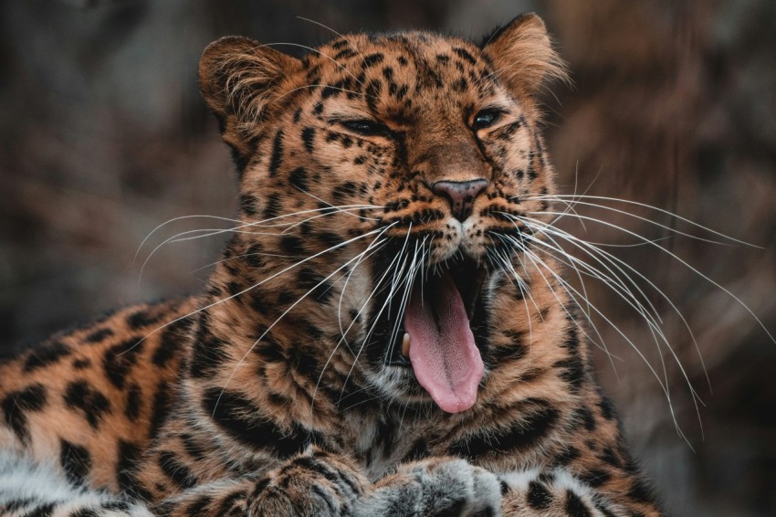 a close up of a leopard with its mouth open