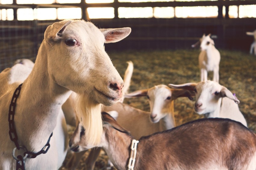 flock of brown goat inside fence