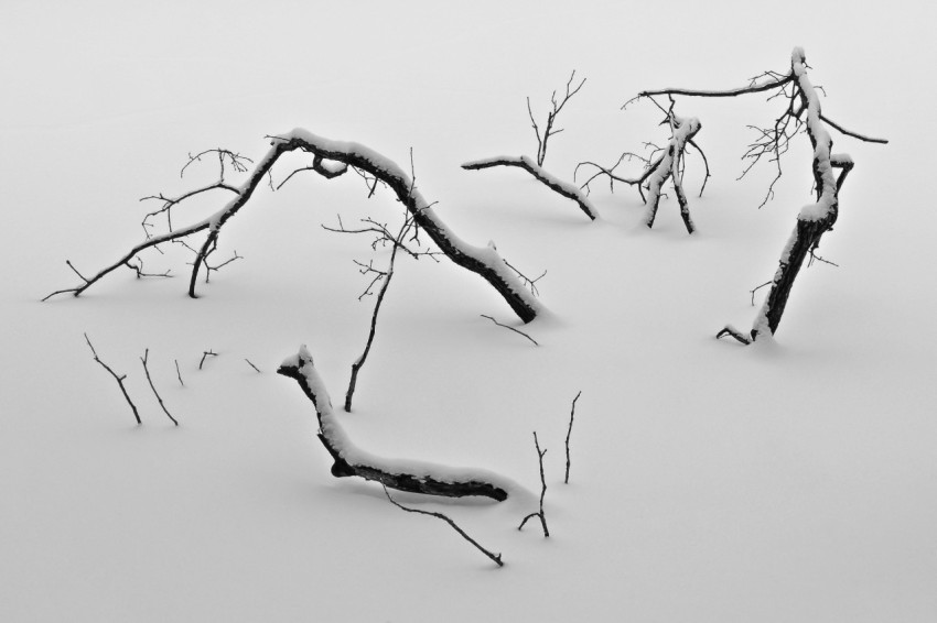 birds on bare tree branch 6c