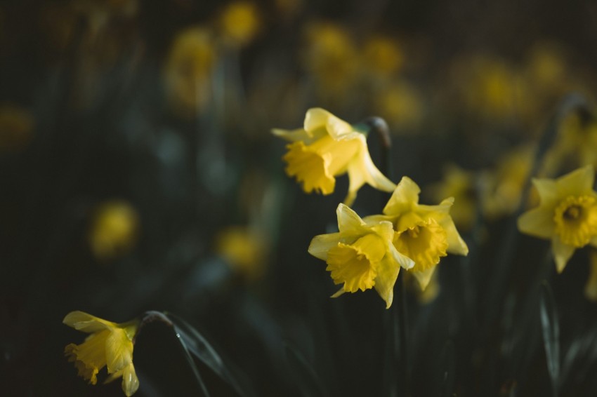 yellow flower in tilt shift lens