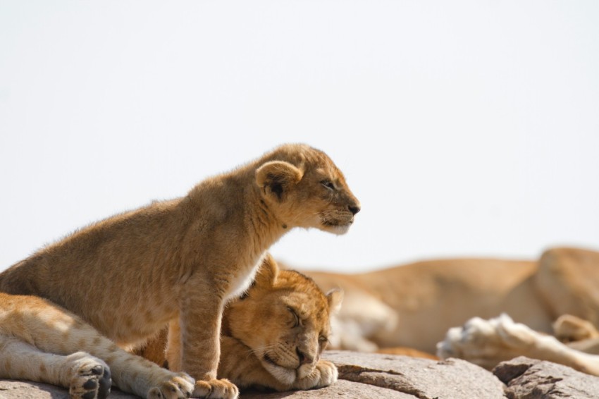 a couple of lions laying on top of a rock