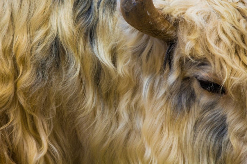 brown and black cows head