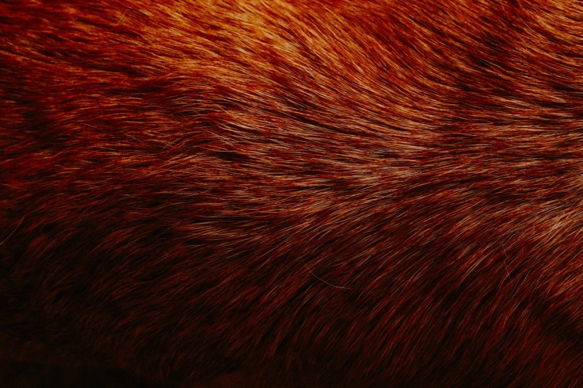 a close up of a brown and black animals fur