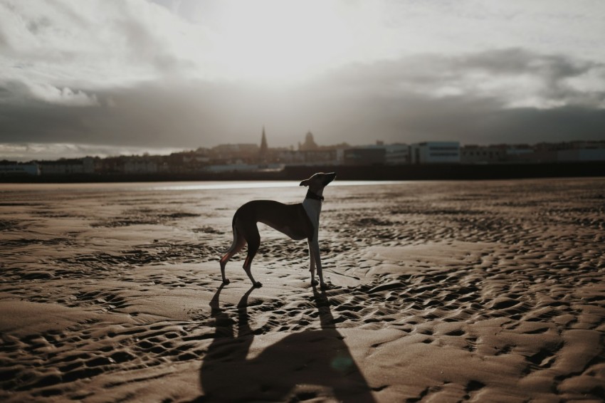 adult italian grayhound standing on brown floor during daytime