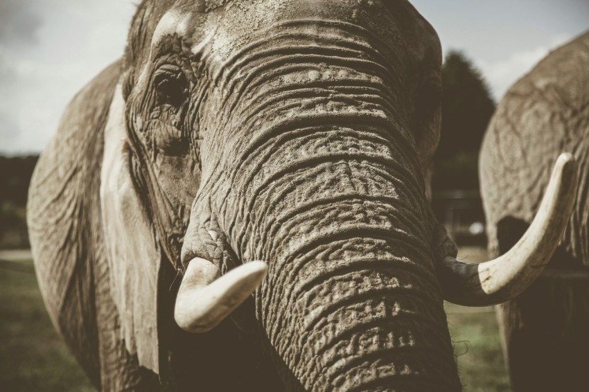 elephant grayscale photo of