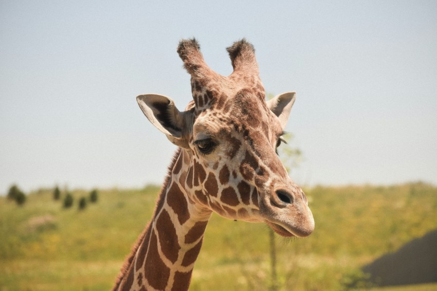 selective focus photography of giraffe A