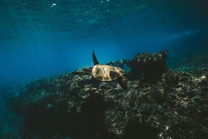 brown turtle on body of water