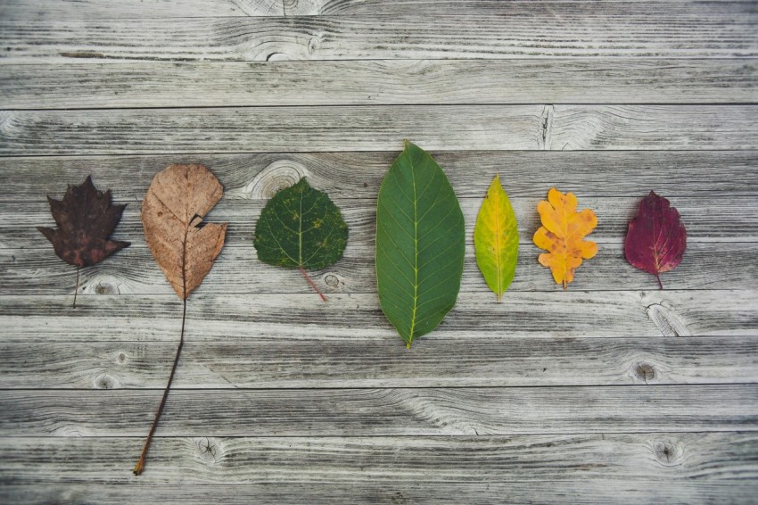 assorted color leaves cI5qHkT