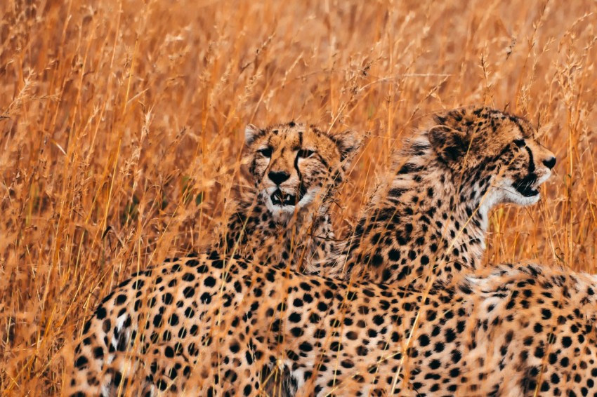 herd cheetah in wild