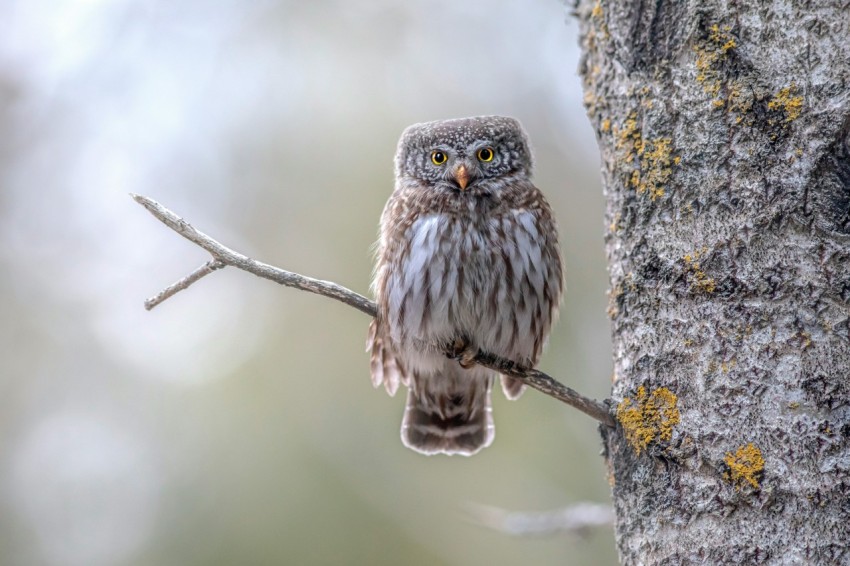 a small owl perched on a tree branch