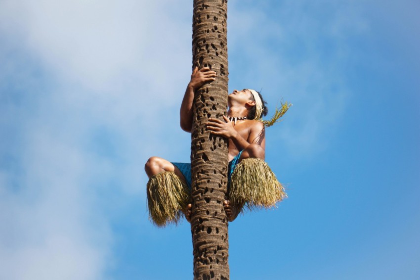 a woman is climbing up a palm tree q