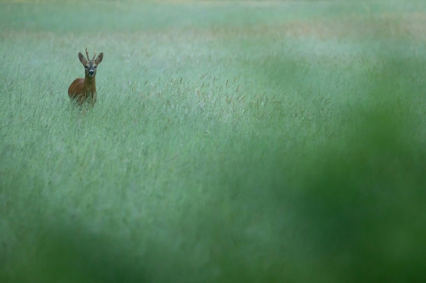 brown antelope