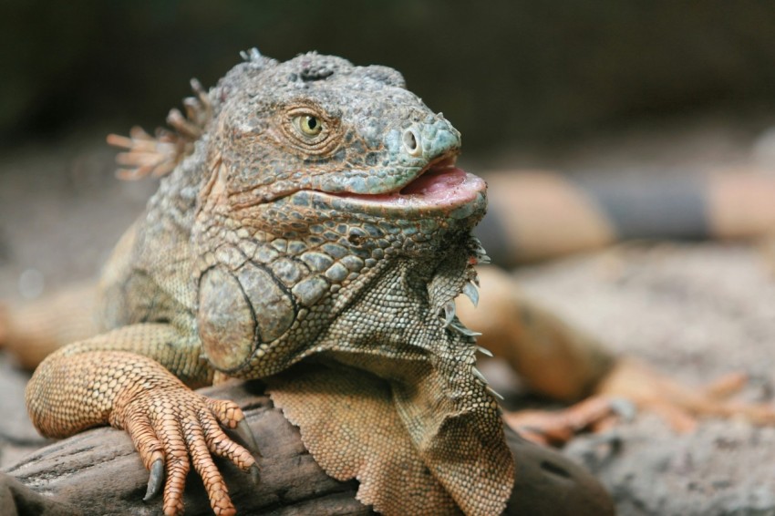 close up photography of brown bearded dragon