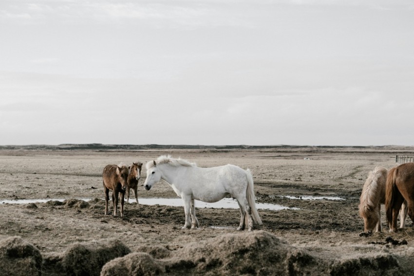 brown and white horses grazing on grass field