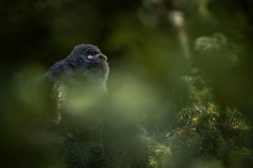 a large black bird sitting in the middle of a forest