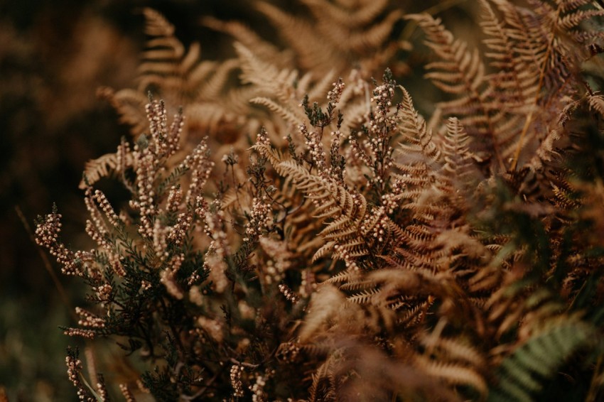 a bunch of plants that are in the grass