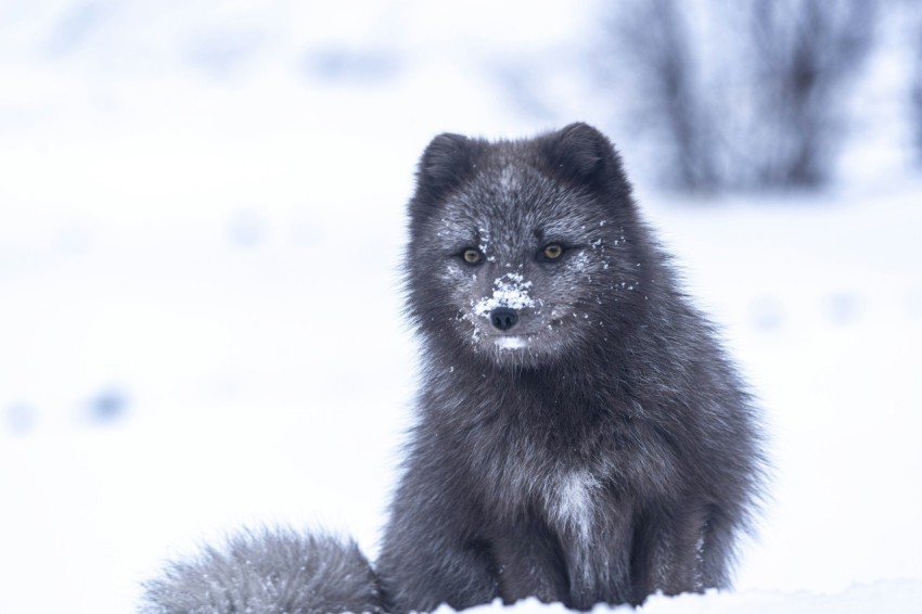 black fox on snow covered ground during daytime RMAKCQmu