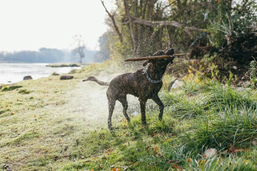 black dog perching wooden stick while shaking off water nmwcmvuoQ