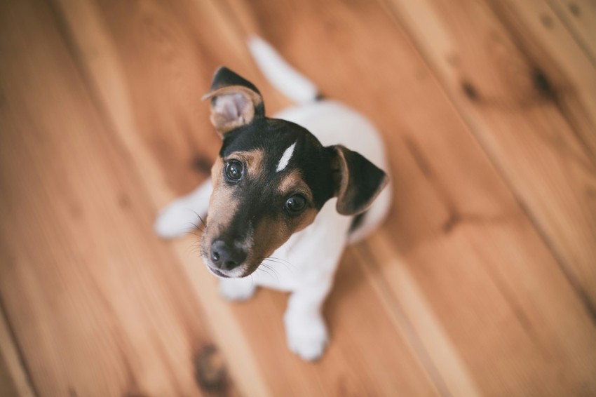 shallow focus photography of short coated white and brown puppy