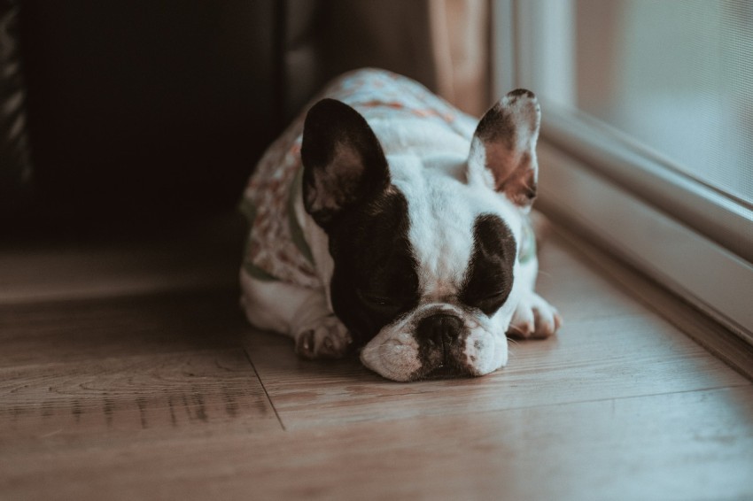 black and white french bulldog puppy