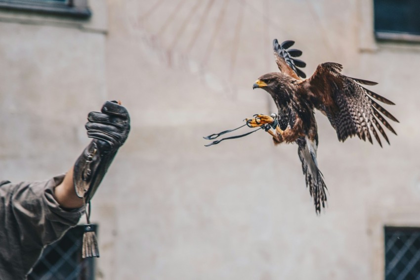 brown eagle about to landing on persons hand