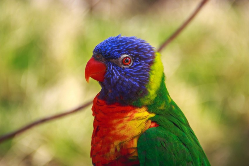 selective focus photography of blue red and green bird