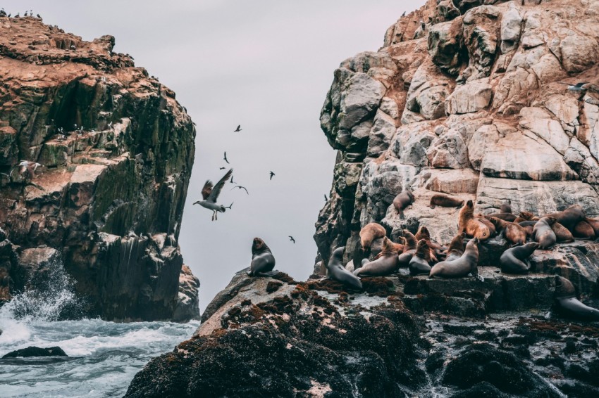 birds on rock formation under white sky