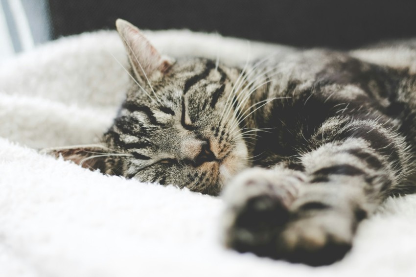 silver tabby cat sleeping on white blanket QTe