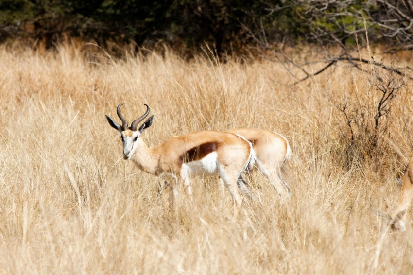 a couple of animals in a field J