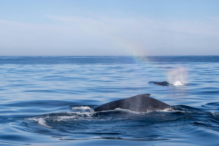 a whale in the ocean q