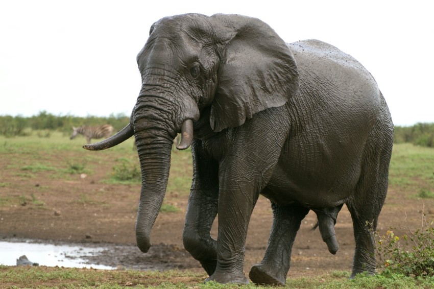 an elephant with tusks H c9vvl