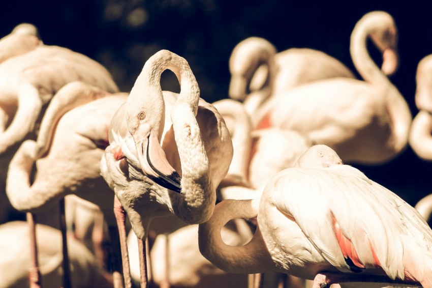 flock of flamingos _e0k1 m