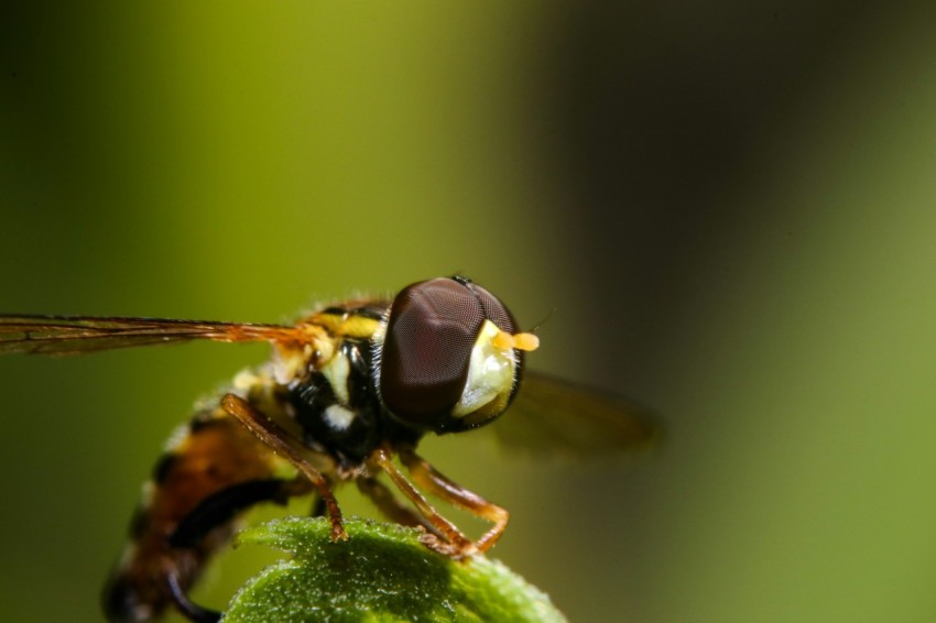 black and brown dragonfly D