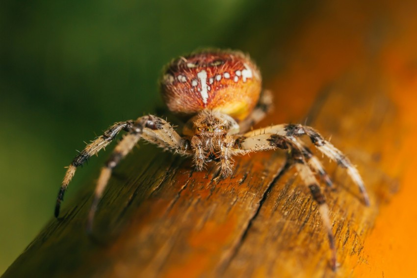 orange and brown spider O