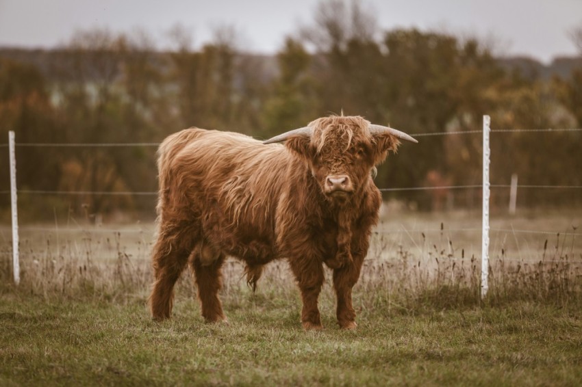 brown 4 legged animal standing near wire fence