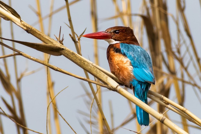 a colorful bird sitting on a branch of a tree aSt6