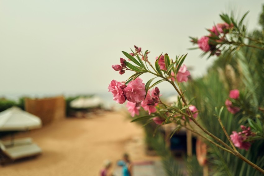 a close up of some flowers