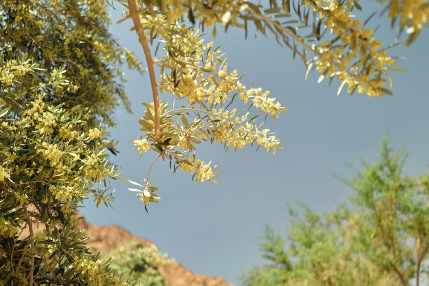 a tree with yellow flowers