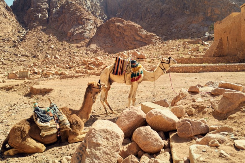 a group of camels in a rocky desert