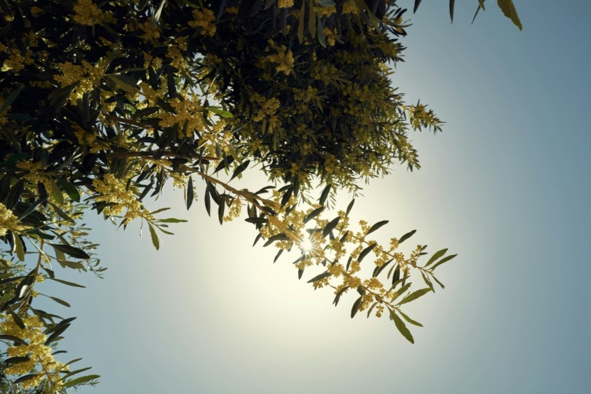 a tree with yellow leaves